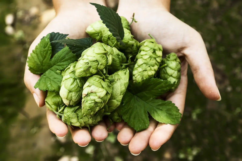 Los Beneficios del Lúpulo para Bebidas Premium